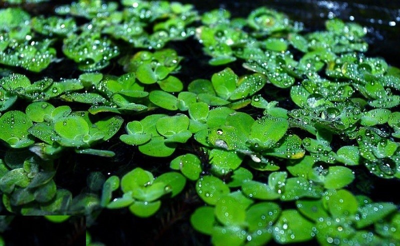 Bèo Cryptocoryne (Cây Bèo Nhật)