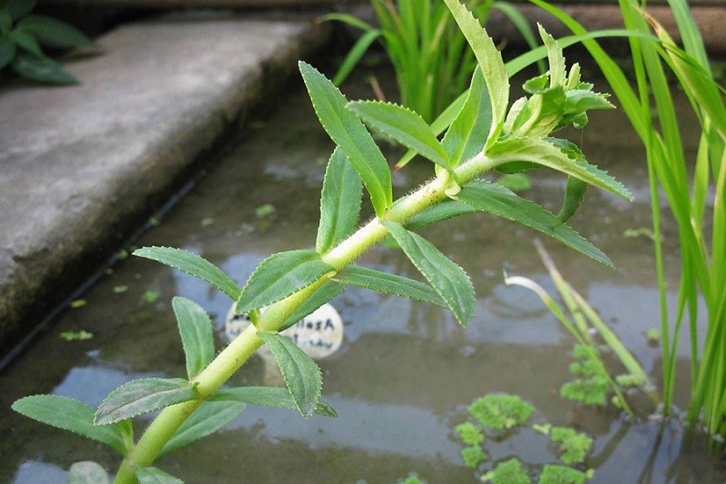 Rau Limnophila (Rau Răng Nhọn)