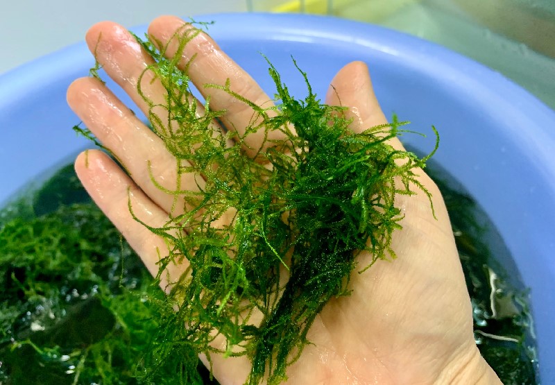 Rêu Java Moss (Rêu Java)