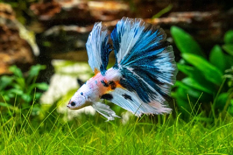 Cá Betta (Siamese Fighting Fish)