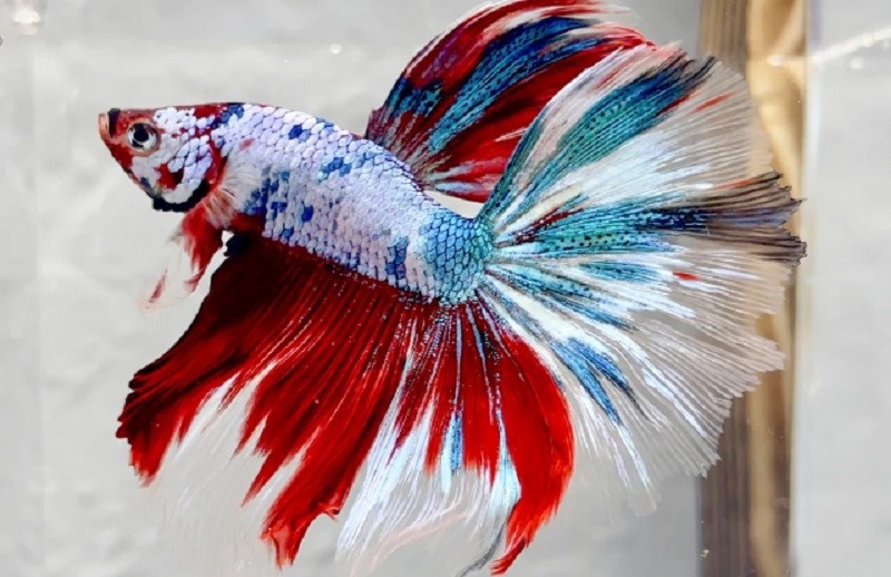 Cá betta