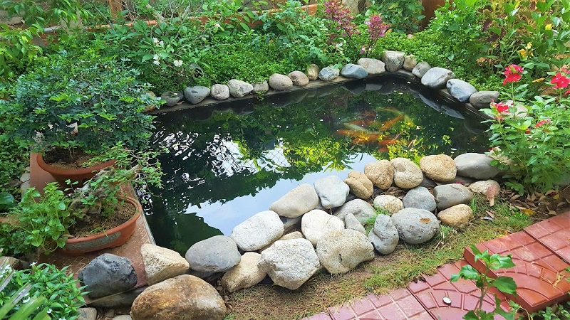 Chọn cá và cây thủy sinh phù hợp