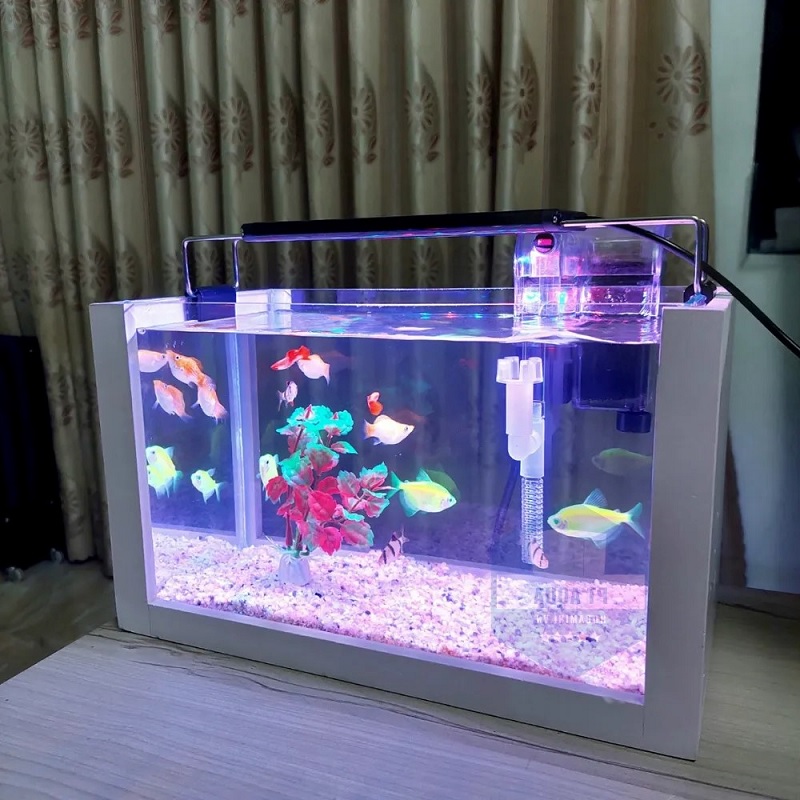 Lắp đặt đèn và hệ thống lọc cho bể cá