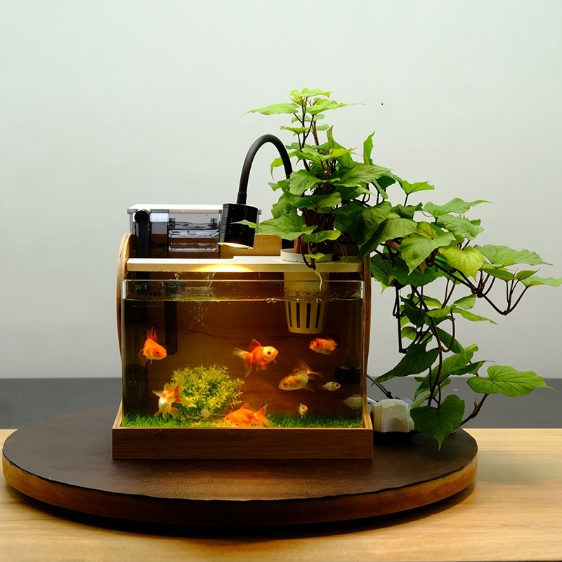 Lựa chọn hình dang bể cá phù hợp