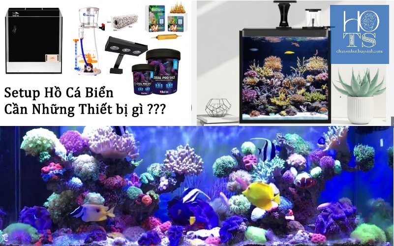 Các thiết bị cần thiết, chi phí setup hồ cá nước biển