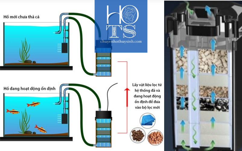 Hướng dẫn sử dụng và bảo trị bộ loc thủy sinh hiệu quả