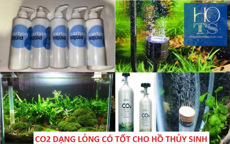 CO2 dạng lỏng cho hồ thủy sinh có tốt không? Những điều cần biết