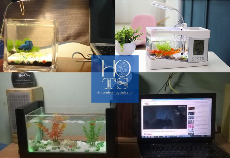 Những mẫu bể cá để bàn làm việc đẹp mắt