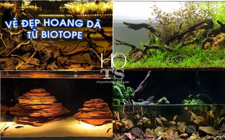 Biotope là gì? Thế nào là bể cá sinh cảnh biotope